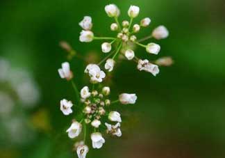 薺菜什么時候開花？薺菜花什么時候采？