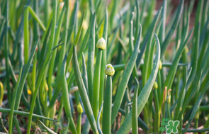 薺菜和蔥能一起吃嗎？薺菜餃子可以放蔥嗎？