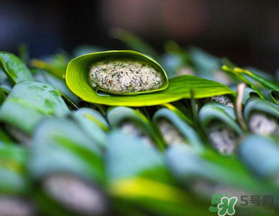 蒿子粑粑能吃嗎？蒿子粑粑可以吃嗎？