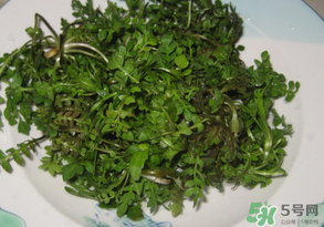 薺菜水有什么好處？薺菜水的功效與作用