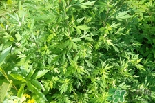 艾草是寒性的嗎？艾草是涼性的嗎？