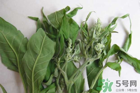 艾草是寒性的嗎？艾草是涼性的嗎？