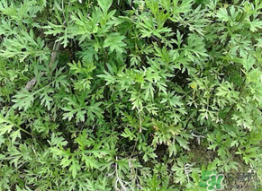 蒿子是發(fā)物嗎？蒿子是不是發(fā)物嗎？