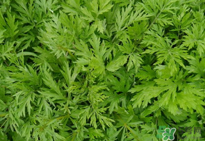 蒿子是發(fā)物嗎？蒿子是不是發(fā)物嗎？