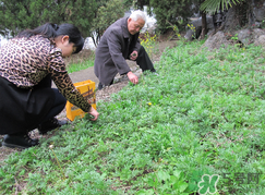 蒿子怎么保存？蒿子能放速凍保存嗎？