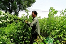艾草可以泡腳嗎？艾葉泡腳的功效與作用