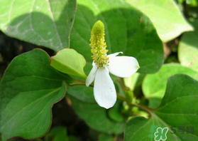 薺菜和魚腥草能一起吃嗎？薺菜和魚腥草可以同時泡茶嗎？