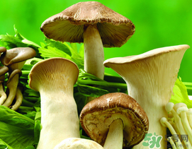 薺菜和蘑菇能一起吃嗎？薺菜和菇類(lèi)能一起吃嗎？