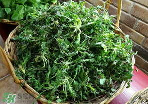 乙肝能吃薺菜嗎？乙肝病人可以吃薺菜嗎？