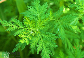青蒿是什么植物？青蒿是種子植物還是裸子植物？