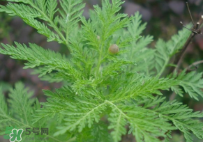 青蒿是什么植物？青蒿是種子植物還是裸子植物？