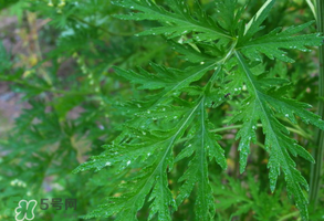 青蒿是什么植物？青蒿是種子植物還是裸子植物？