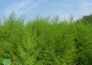 蒿子怎么做好吃？蒿子能涼拌嗎？