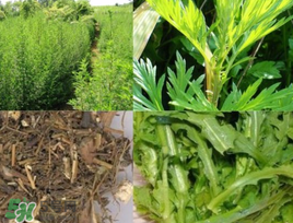 青蒿可以泡水喝嗎？青蒿能泡水喝嗎？
