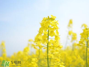 2017年清明節(jié)油菜花開(kāi)了嗎？2017年清明節(jié)還有油菜花嗎？