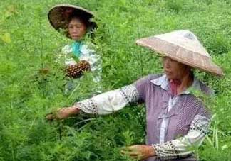 青蒿可以泡水喝嗎？青蒿能泡水喝嗎？