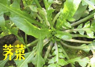 薺菜和狗肉能一起吃嗎？狗肉跟薺菜可以同食嗎？