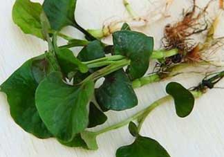 薺菜和魚(yú)腥草能一起吃嗎？薺菜和魚(yú)腥草可以同時(shí)泡茶嗎？