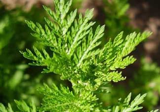 青蒿是什么植物？青蒿是種子植物還是裸子植物？