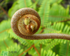 蕨菜什么時(shí)候采摘？蕨菜什么時(shí)候有？