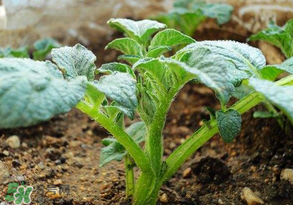 清明節(jié)能種土豆嗎？土豆什么時(shí)候種植？