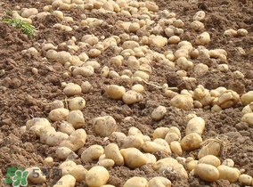 清明節(jié)能種土豆嗎？土豆什么時(shí)候種植？