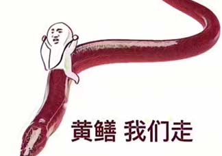黃鱔為什么火了？黃鱔我們走為什么火了？