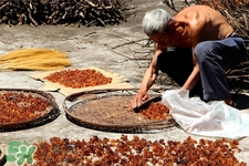 桃膠適合什么季節(jié)吃？桃膠什么季節(jié)吃最好？