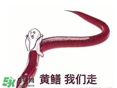 七彩皮皮鱔我們往死里鉆是什么意思？七彩皮皮鱔我們?nèi)€(gè)好地方是什么意思？
