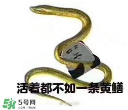 七彩皮皮鱔我們往死里鉆是什么意思？七彩皮皮鱔我們?nèi)€(gè)好地方是什么意思？