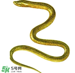 七彩皮皮鱔我們往死里鉆是什么意思？七彩皮皮鱔我們?nèi)€(gè)好地方是什么意思？