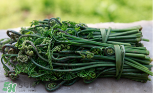 蕨菜能吃嗎？蕨菜可以吃嗎？