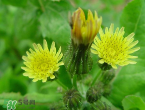 苦菜什么時候有？苦菜幾月份有？