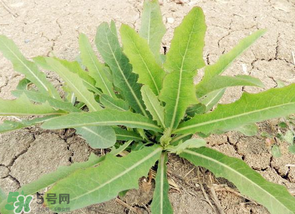 苦菜什么人不能吃？什么體質(zhì)不宜吃苦菜？