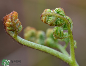 吃蕨菜會(huì)過(guò)敏嗎？皮膚過(guò)敏能吃蕨菜嗎？