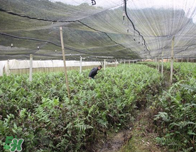蕨菜可以種植嗎？蕨菜怎么種植？