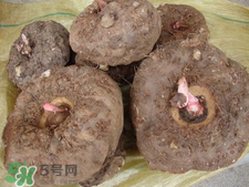 魔芋什么味道？怎么去除魔芋味道？