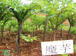 魔芋什么味道？怎么去除魔芋味道？