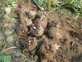 魔芋什么時候種植？魔芋怎么種植技術(shù)？