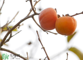 柿子為什么會澀？柿子怎么吃不澀？