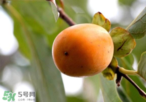 柿子為什么會澀？柿子怎么吃不澀？