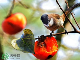 柿子為什么會黑？柿子為什么凍完發(fā)黑？