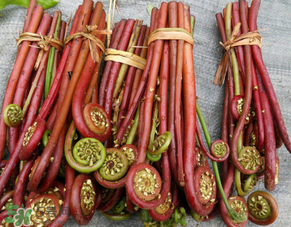 蕨菜是發(fā)物嗎？蕨菜是不是發(fā)物嗎？