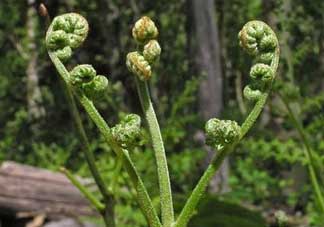 野生蕨菜多少錢一斤？蕨菜多少錢一斤？