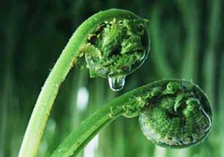 吃蕨菜會(huì)過(guò)敏嗎？皮膚過(guò)敏能吃蕨菜嗎？