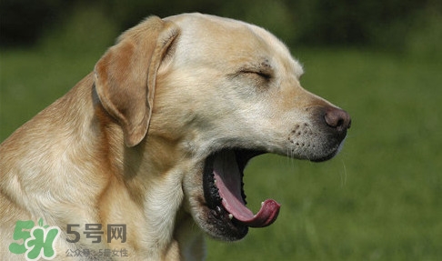 打哈欠會(huì)傳染嗎？打哈欠會(huì)不會(huì)傳染