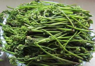 吃蕨菜有什么好處？吃蕨菜的好處