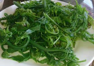 蕨菜是發(fā)物嗎？蕨菜是不是發(fā)物嗎？
