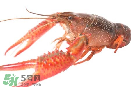 吃小龍蝦可以喝紅酒嗎？紅酒和龍蝦能一起吃嗎？