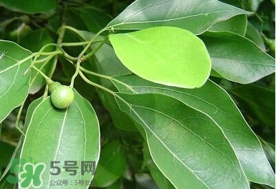 香樟樹(shù)的香味有害嗎？香樟樹(shù)的香味有沒(méi)有害